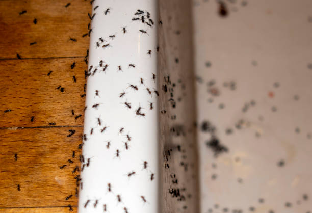 Best Pest Removal Services  in Christiana, TN